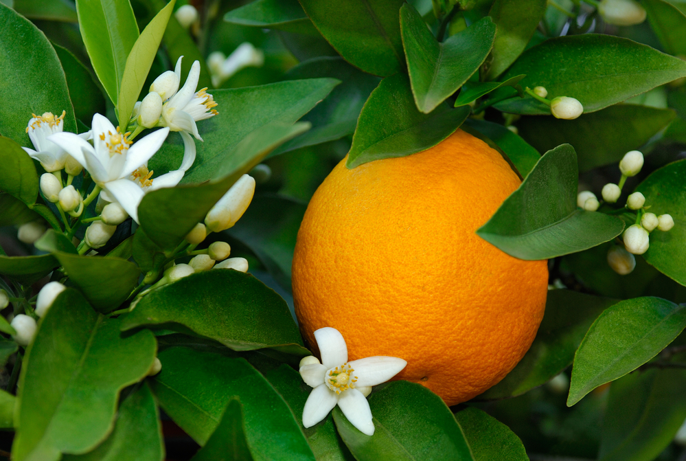Orange Blossom Special: Externalities and the Coase Theorem