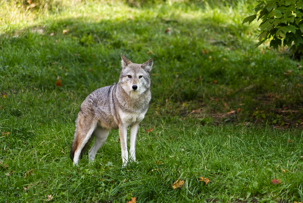 Coyotes in Stanley Park
